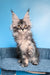 Riana | Maine Coon Kitten