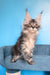 Riana | Maine Coon Kitten
