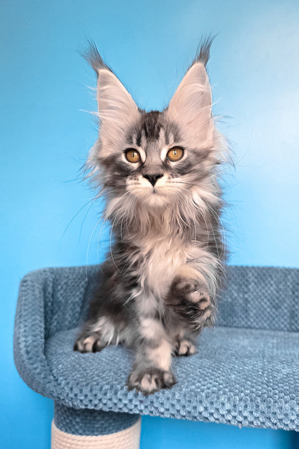 Riana | Maine Coon Kitten