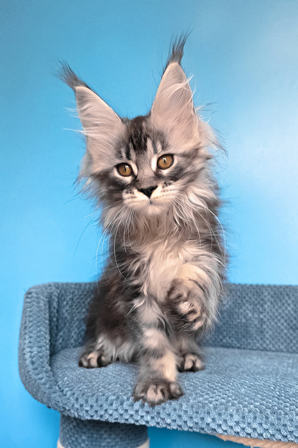 Riana | Maine Coon Kitten