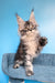 Riana | Maine Coon Kitten