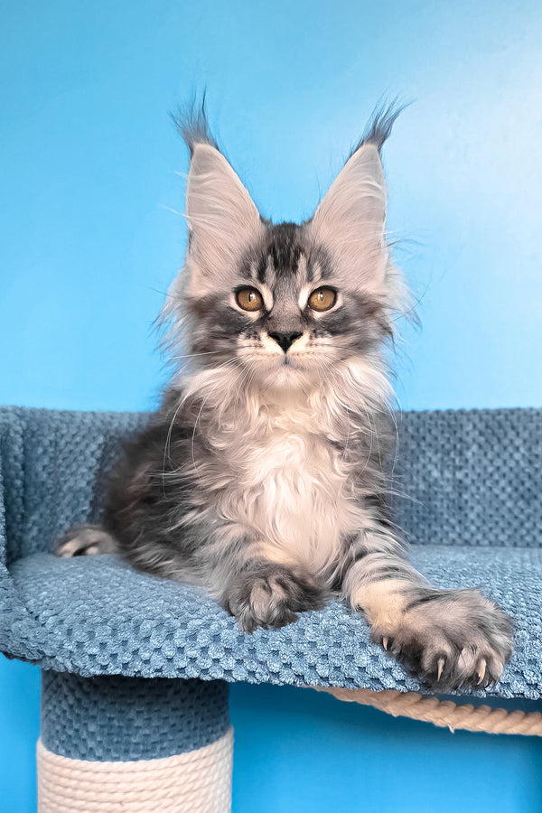Riana | Maine Coon Kitten