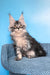 Riana | Maine Coon Kitten