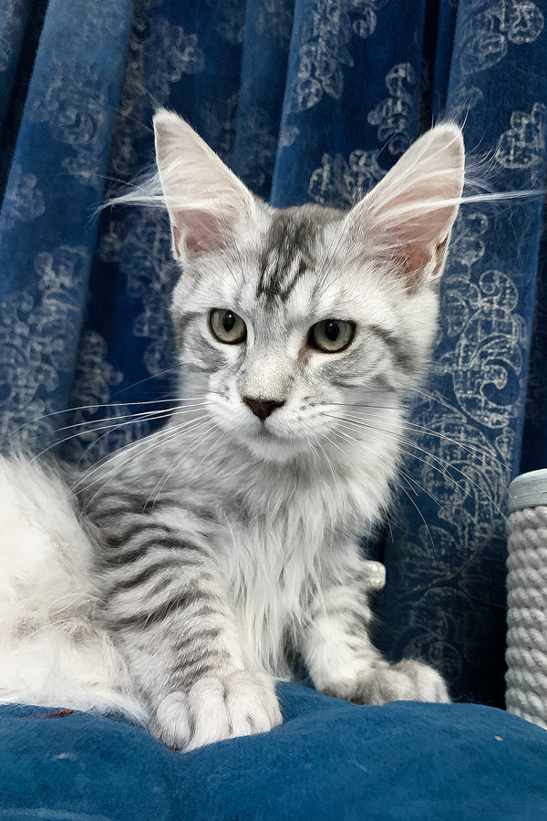 Ricardo | Maine Coon Kitten