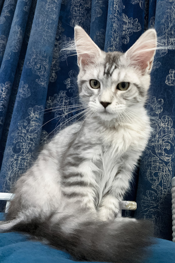 Ricardo | Maine Coon Kitten