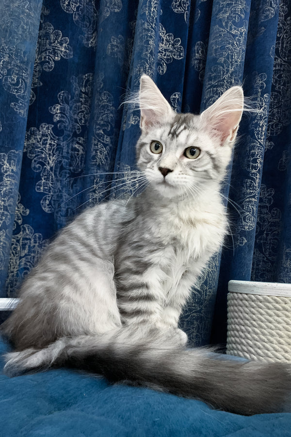 Ricardo | Maine Coon Kitten
