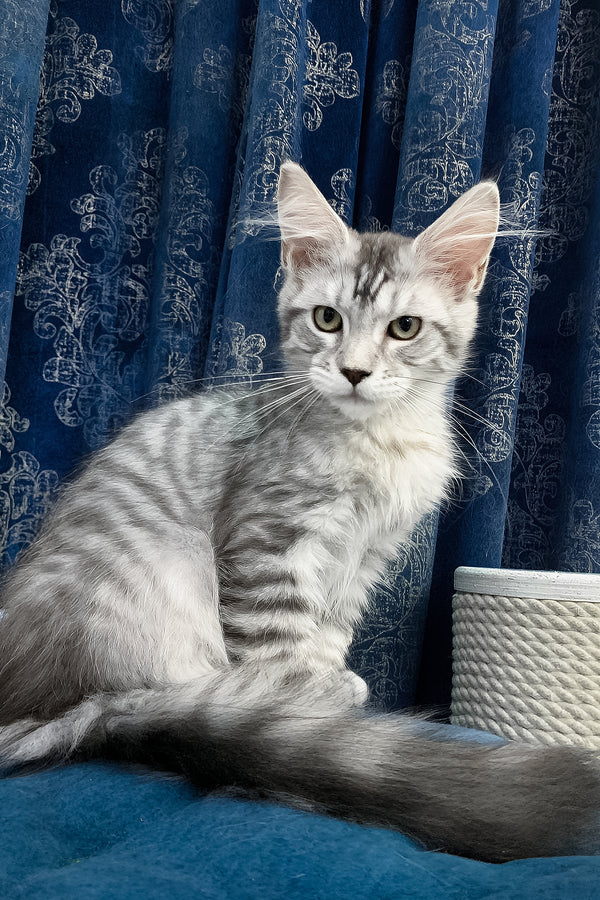 Ricardo | Maine Coon Kitten