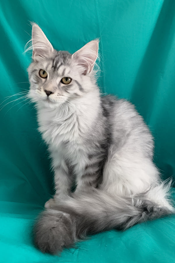 Ricardo | Maine Coon Kitten