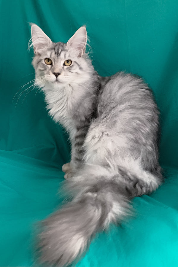 Ricardo | Maine Coon Kitten