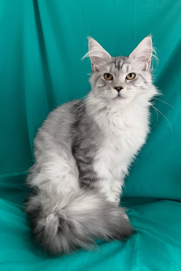 Ricardo | Maine Coon Kitten