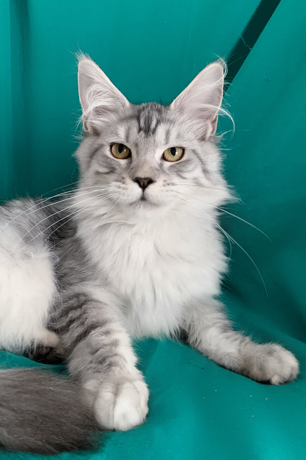 Ricardo | Maine Coon Kitten