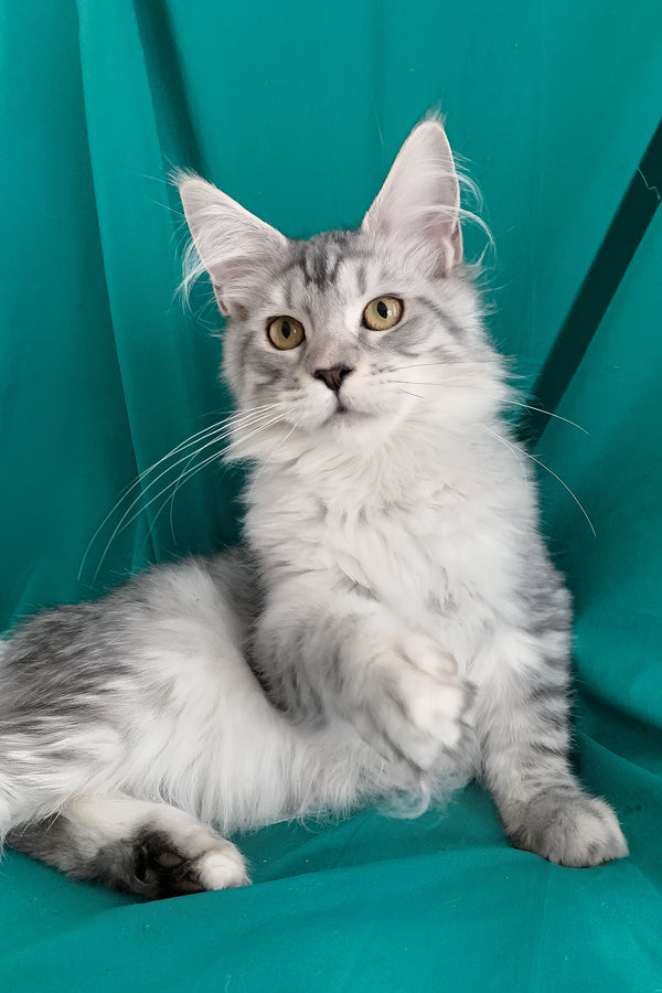 Ricardo | Maine Coon Kitten