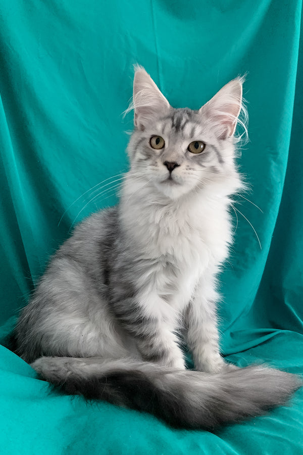 Ricardo | Maine Coon Kitten