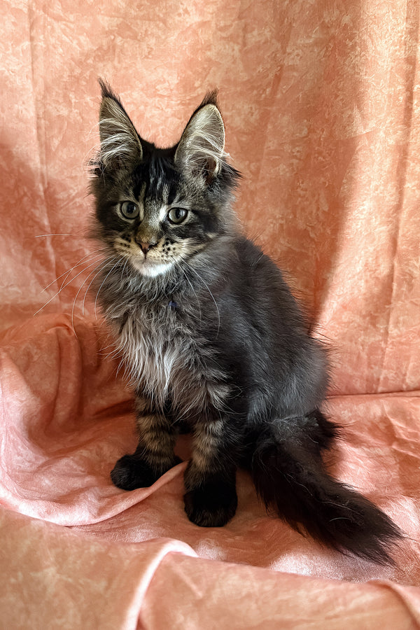 Richie | Polydactyl Maine Coon Kitten