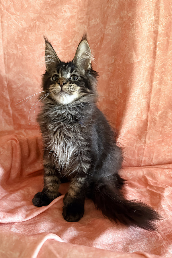Richie | Polydactyl Maine Coon Kitten