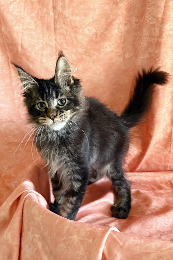 Richie | Polydactyl Maine Coon Kitten