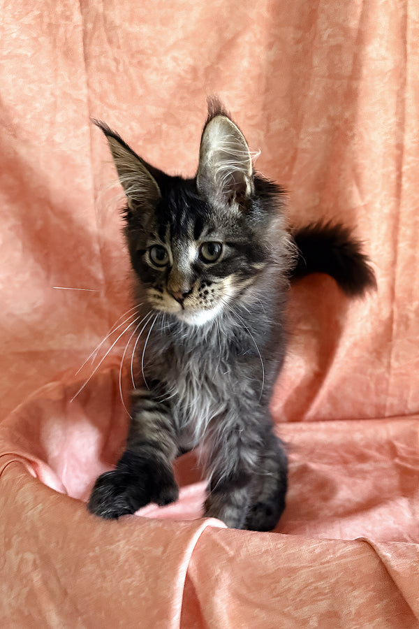Richie | Polydactyl Maine Coon Kitten