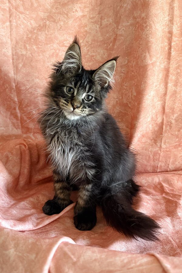 Richie | Polydactyl Maine Coon Kitten
