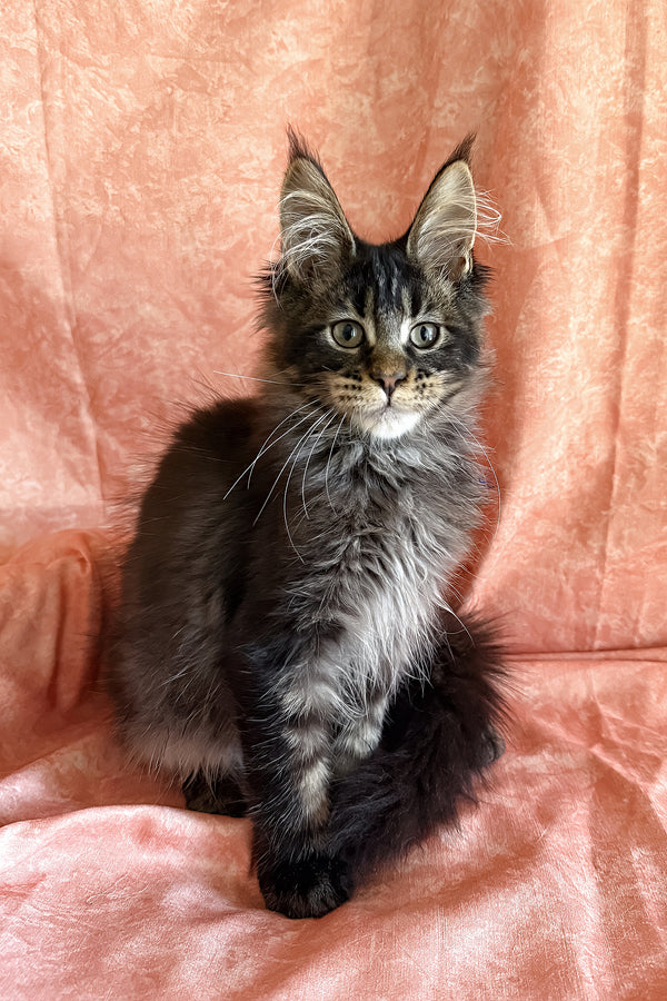 Richie | Polydactyl Maine Coon Kitten
