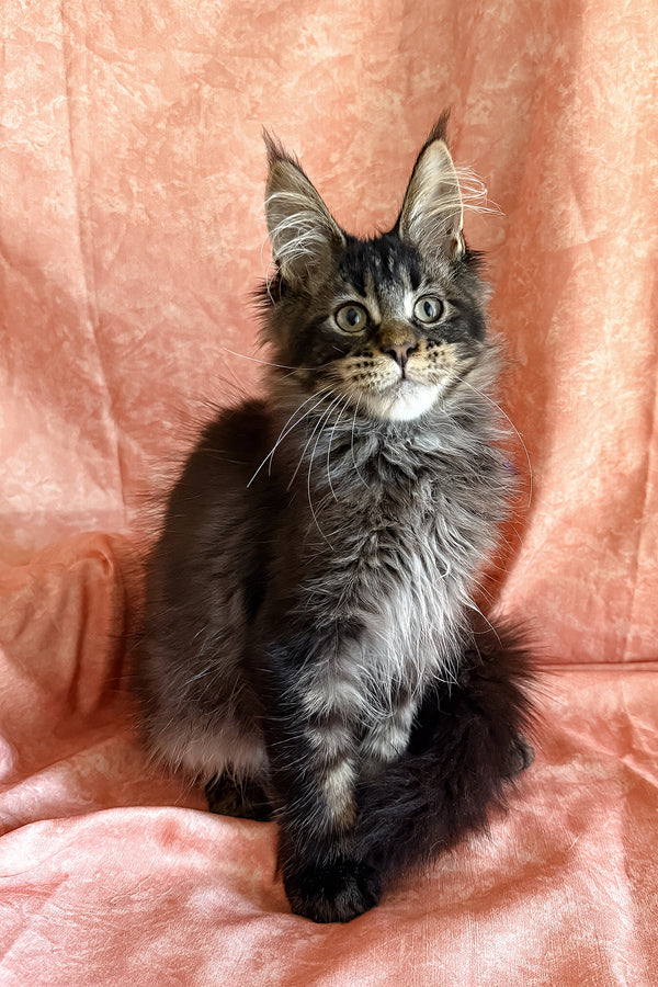 Richie | Polydactyl Maine Coon Kitten