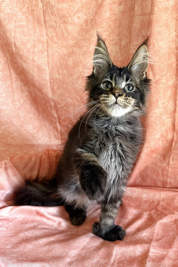 Richie | Polydactyl Maine Coon Kitten