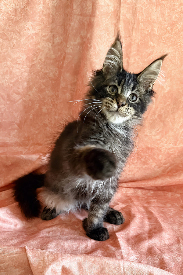 Richie | Polydactyl Maine Coon Kitten