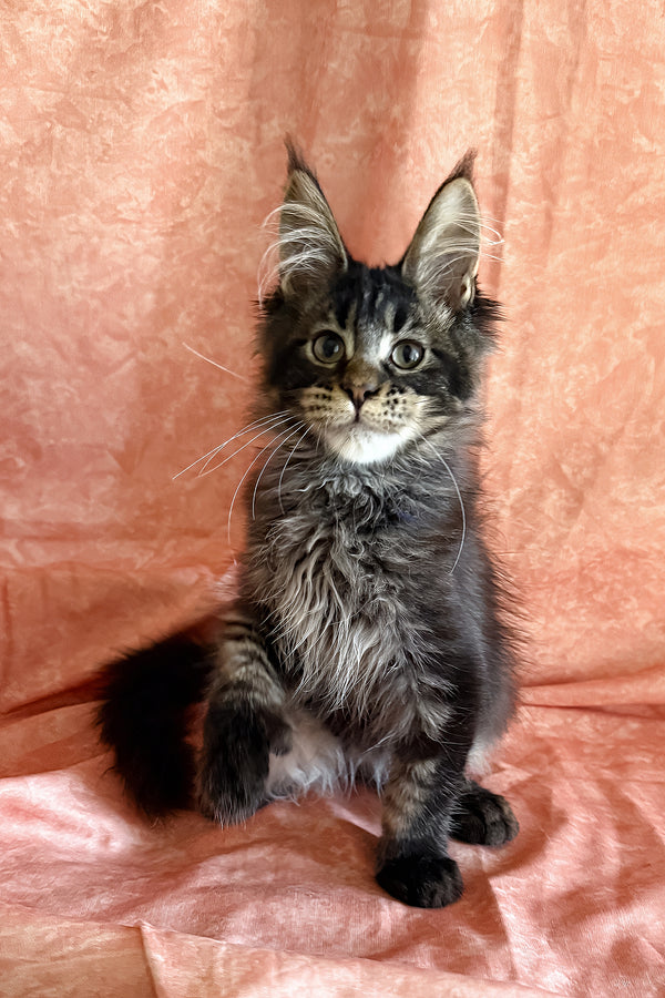 Richie | Polydactyl Maine Coon Kitten