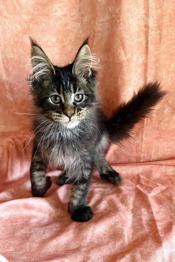 Richie | Polydactyl Maine Coon Kitten