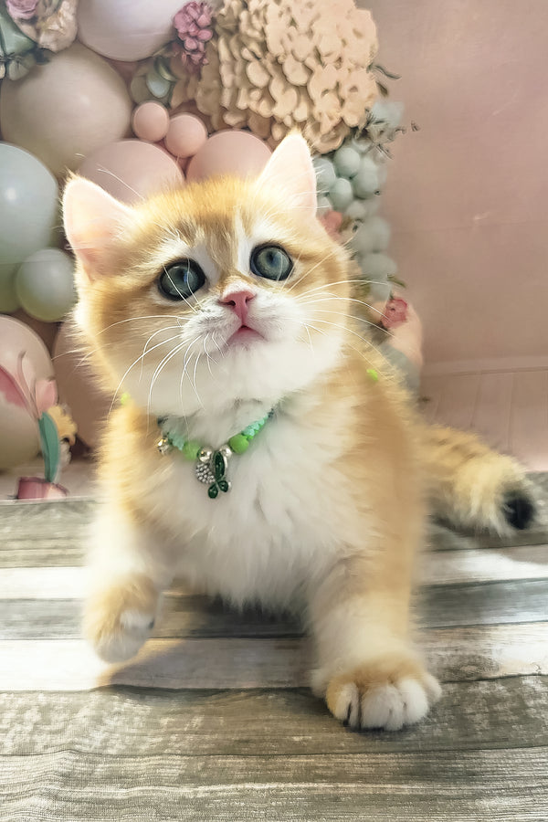 Richie | British Shorthair Kitten