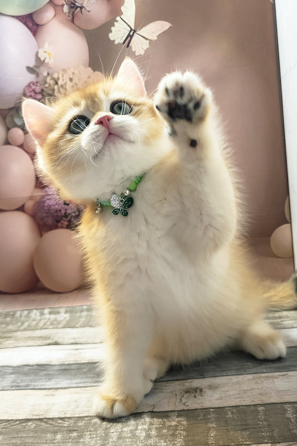 Richie | British Shorthair Kitten