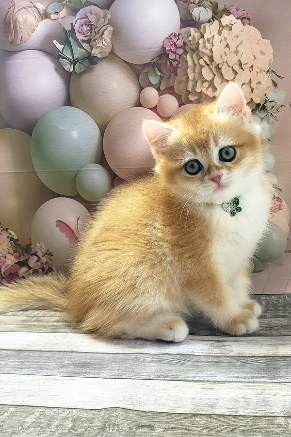 Richie | British Shorthair Kitten
