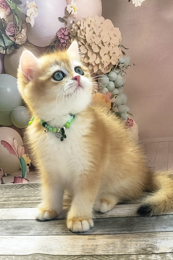 Richie | British Shorthair Kitten