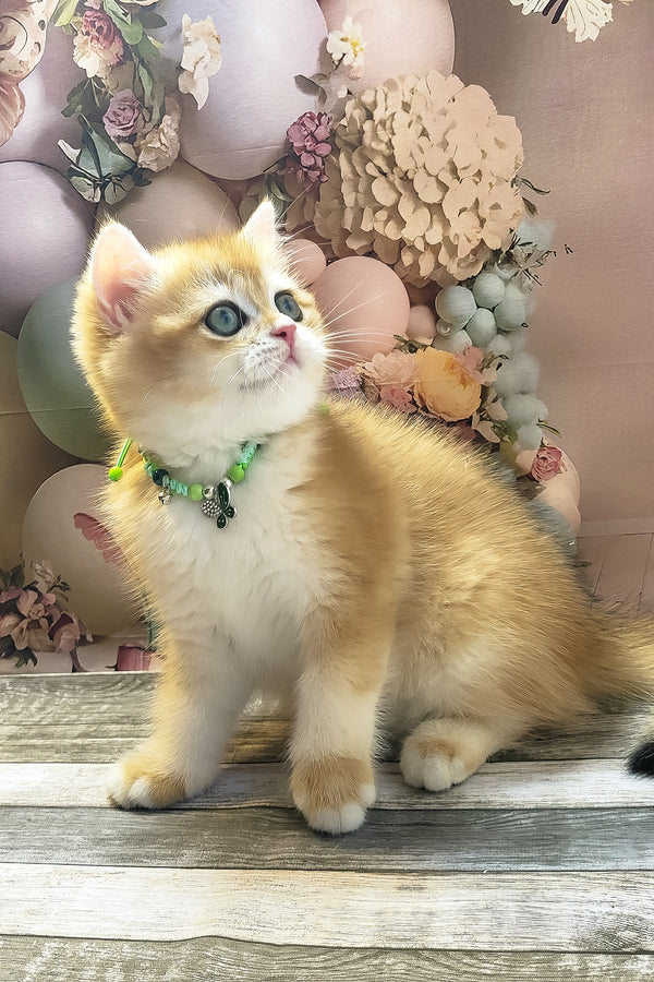 Richie | British Shorthair Kitten
