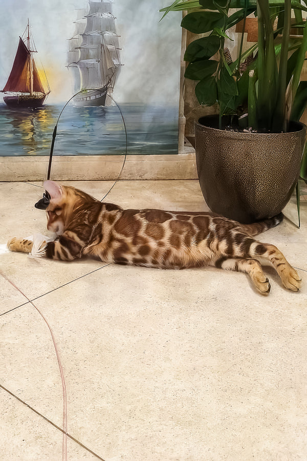 Ricky | Bengal Kitten