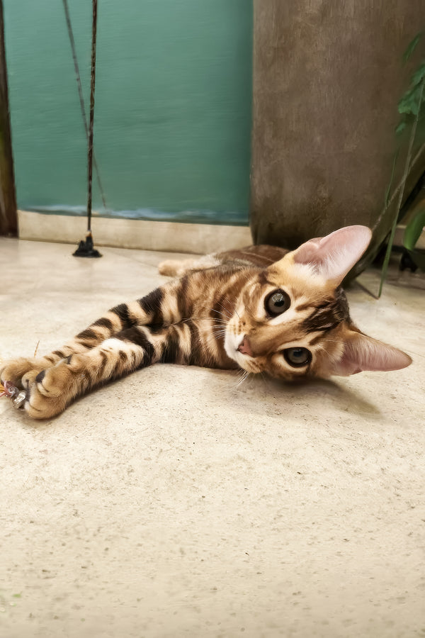 Ricky | Bengal Kitten