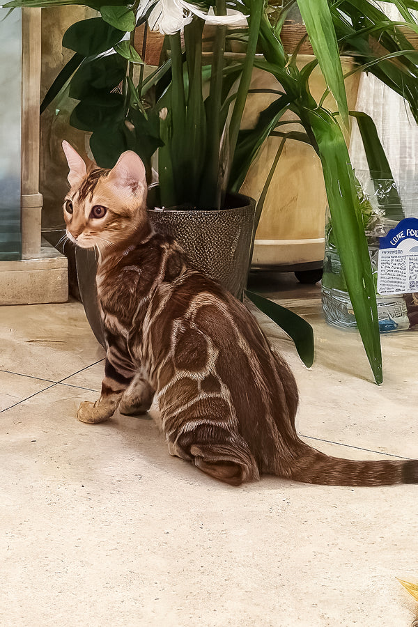 Ricky | Bengal Kitten