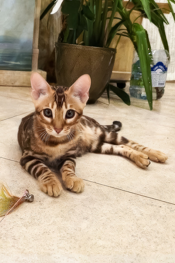 Ricky | Bengal Kitten