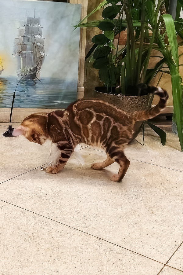 Ricky | Bengal Kitten