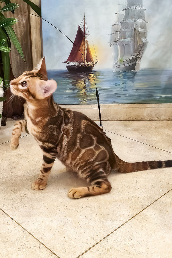 Ricky | Bengal Kitten