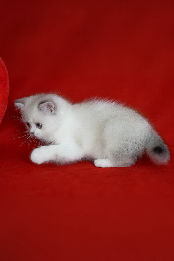 Rikki | Scottish Straight Kitten