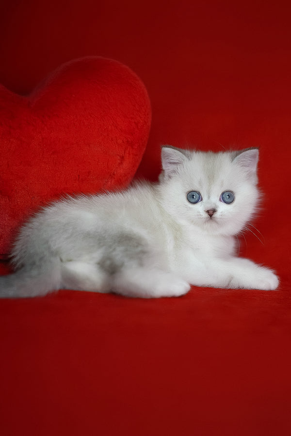 Rikki | Scottish Straight Kitten