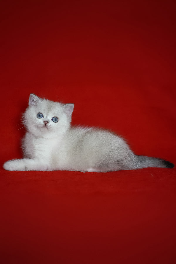 Rikki | Scottish Straight Kitten