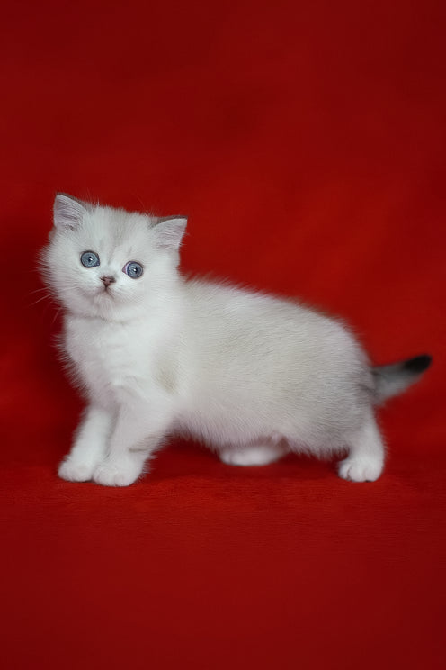 Rikki | Scottish Straight Kitten