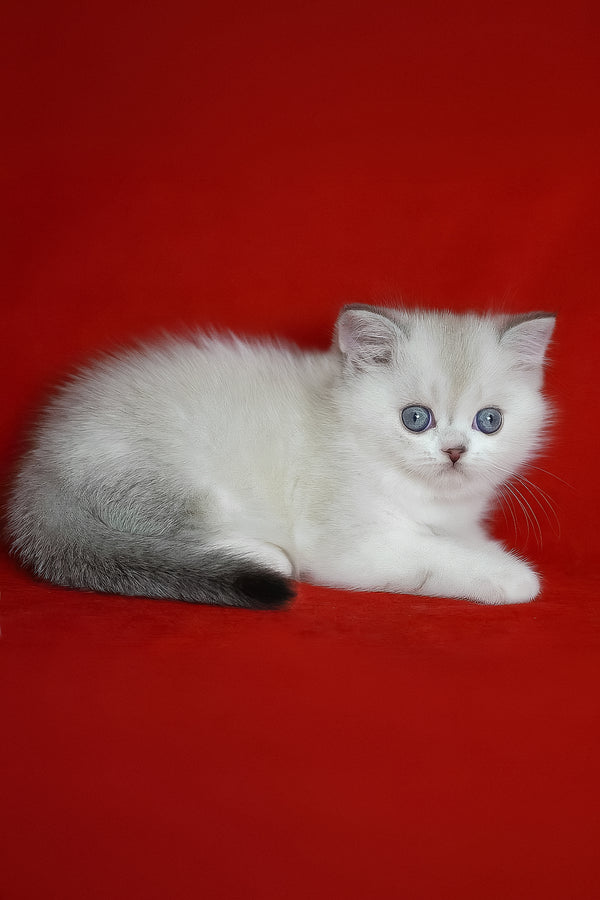 Rikki | Scottish Straight Kitten