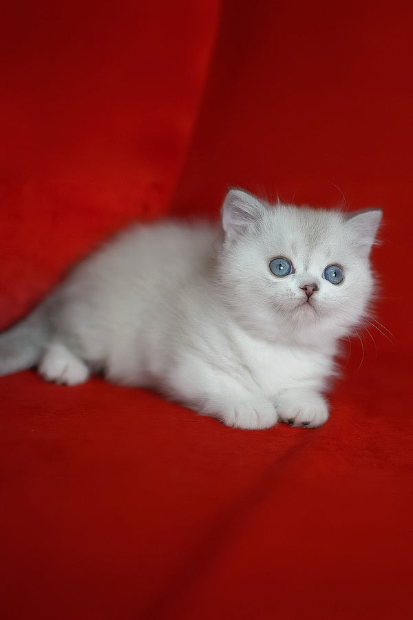 Rikki | Scottish Straight Kitten
