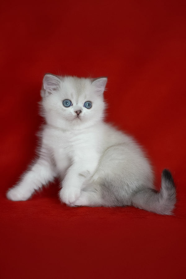 Rikki | Scottish Straight Kitten