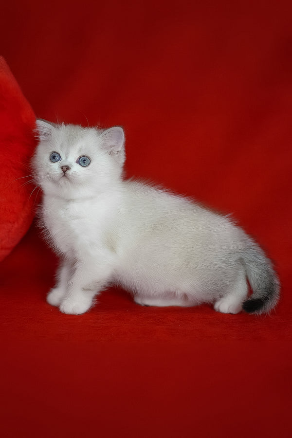 Rikki | Scottish Straight Kitten