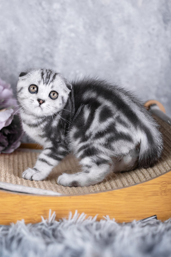 Risha | Scottish Fold Kitten