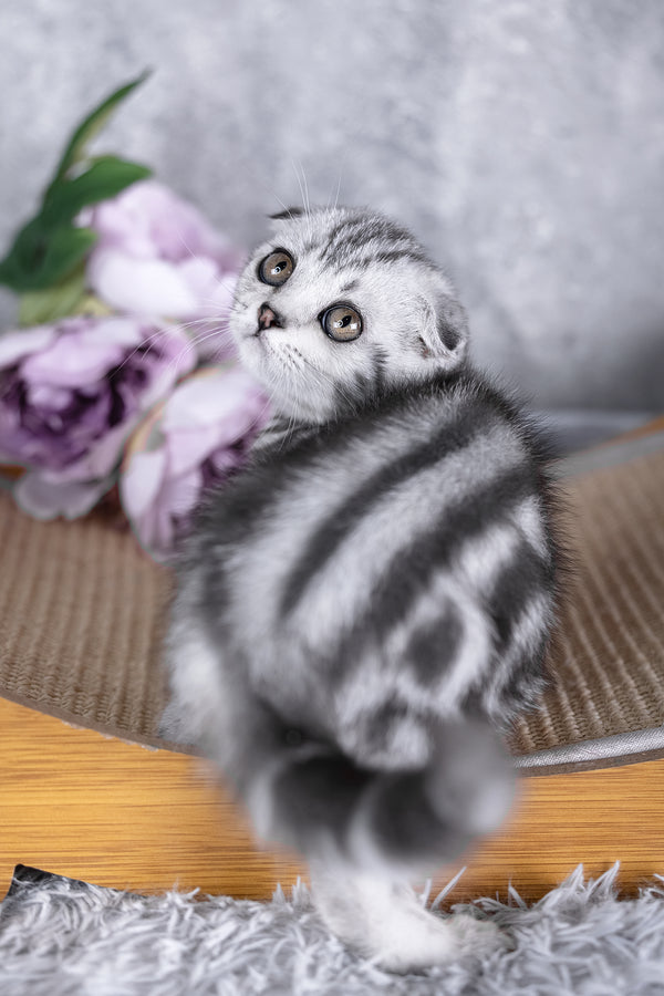 Risha | Scottish Fold Kitten