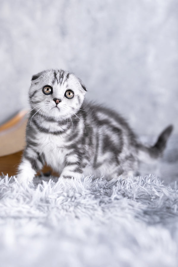 Risha | Scottish Fold Kitten